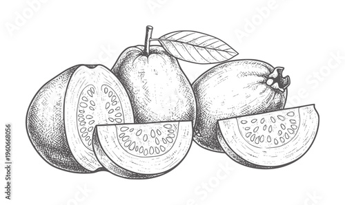 Hand drawn of whole and sliced guavas with leaf fruit handdrawn vintage food
