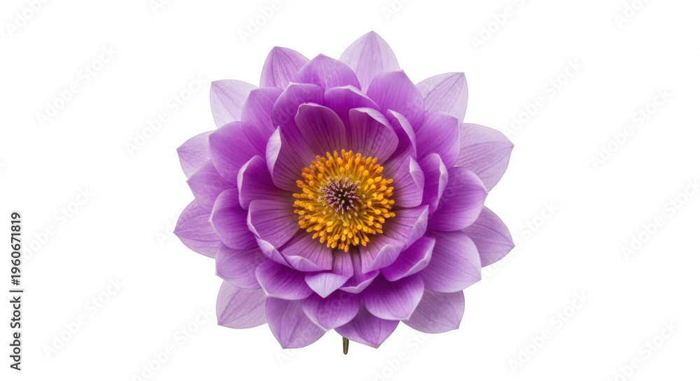 Obraz premium A large purple flower with a yellow center