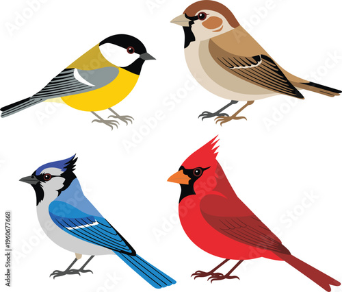 Colorful bird vector illustration set, sparrow cardinal blue jay tit species detailed wildlife collection