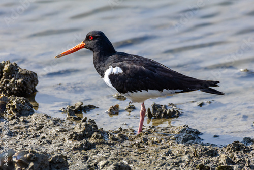 oystercatcher, a water bird that feeds on clams and mussels in the Po River Delta Regional Park