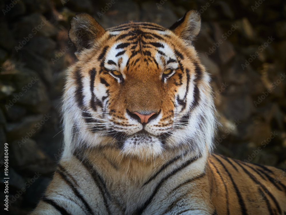 Fototapeta premium Close up portrait of majestic tiger with powerful gaze against dark natural background, strength and leadership concept, wildlife conservation theme with dramatic light.