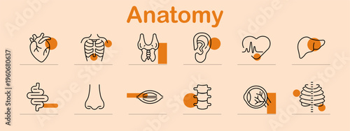 Anatomy set icon. Line symbols depict human heart, rib cage, nasal bone, ear organ, heartbeat line, liver organ, intestines, nose, eye cross section, spine column, eyeball, skeleton ribs
