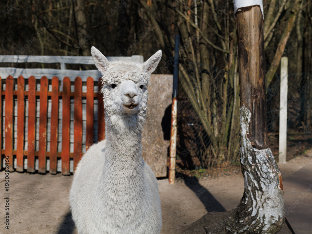 Fototapeta premium Alpaca portrait looking at camera on farm outdoors with copy space. Concept of animal portrait, farming, rural life, livestock, nature, social media.