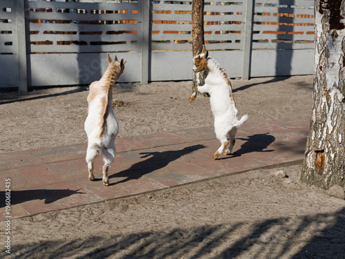 Bild auf Leinwand Two goats standing on hind legs facing each other on farm yard with copy space