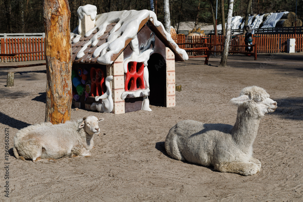 Obraz premium Alpaca and sheep resting on farm yard near small house outdoors with copy space. Concept of calm, rural life, farming, animal welfare, agriculture.