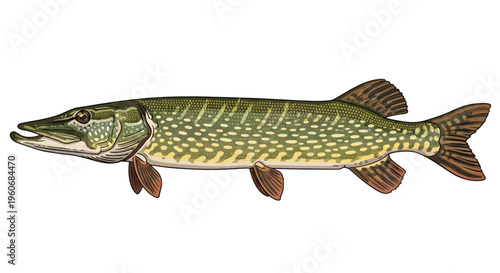 Northern Pike Fish Illustration - Esox lucius - Isolated on White Background