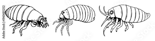Hand-drawn scientific illustration of a deep-sea giant isopod, rare marine biology, antique woodcut style, white background. set with simple line art design featuring outline, illustration, graphic...
