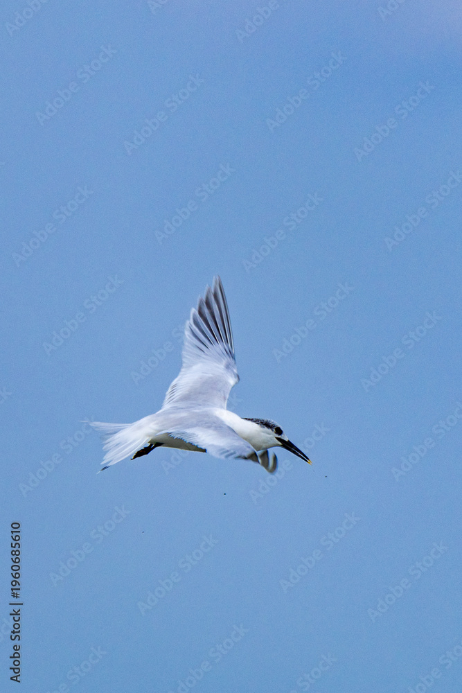 Obraz premium Sandwich tern migratory bird fisherman along rivers and sea
