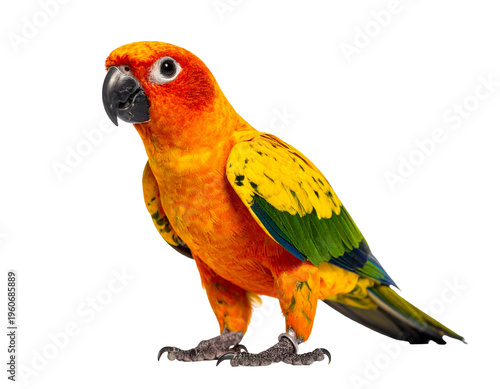 Colorful sun conure parrot standing on clawed feet with bright orange, yellow, and green plumage