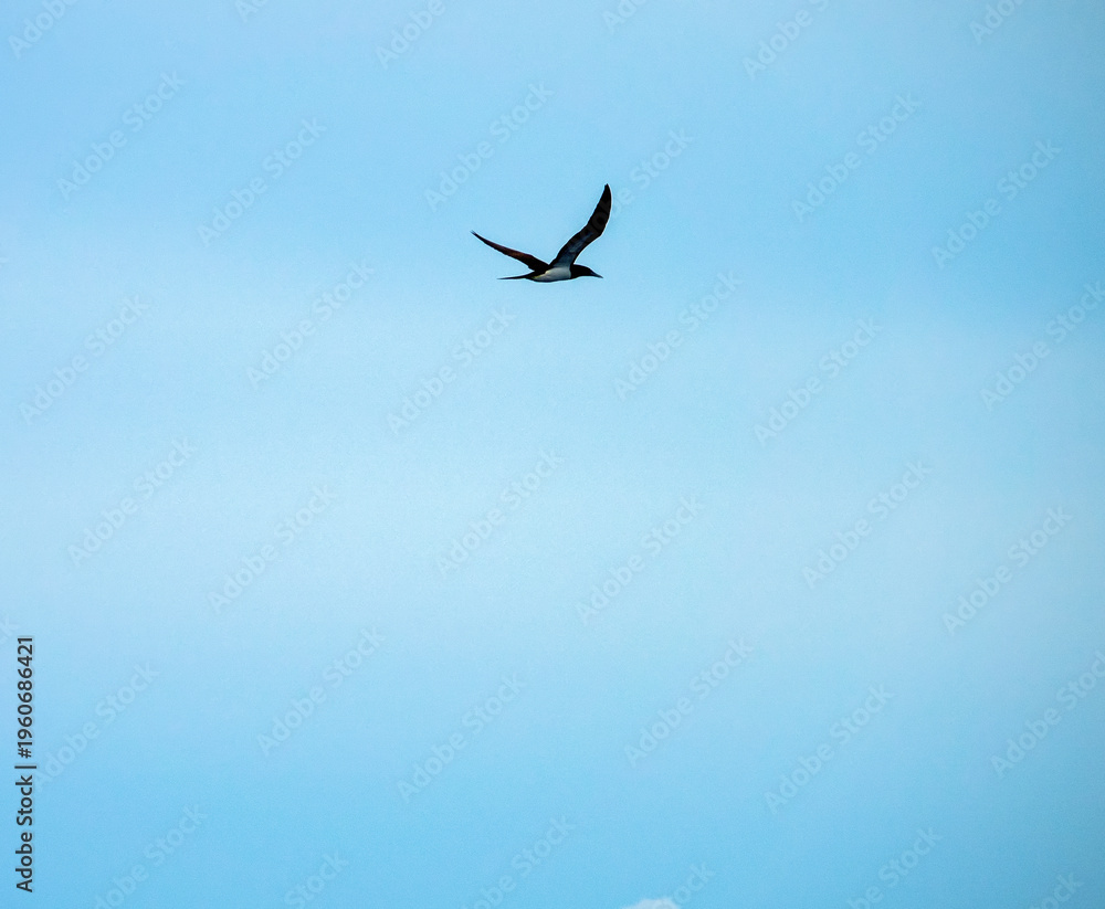Fototapeta premium Piscivorous oceanic bird Brown booby (Sula leucogaster) flies over the wintertime Bali sea