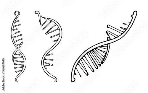 DNA double helix set with simplified line art representation featuring genetics, molecular, biological with science and illustration