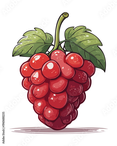 Red raspberry cluster for summer berry picking and healthy garden jam label designs - Vector Illustration