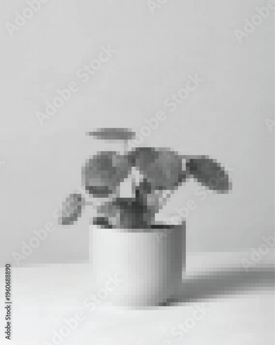 Pilea peperomioides plant in a white ceramic pot on a white surface