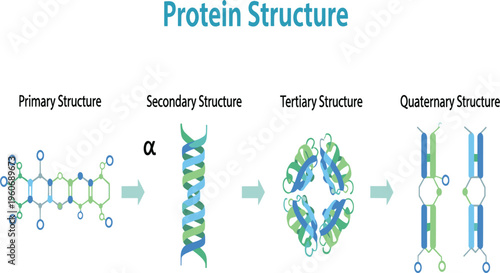 Protein Structure Diagram Showing Primary, Secondary Alpha Helix, Tertiary and Quaternary Structure Levels for Biochemistry, Molecular Biology and Science Education