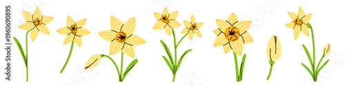 Vector set of cute yellow daffodil flowers and buds with green stems and leaves. Bright spring narcissus floral clipart for greeting card, wedding invite, packaging, pattern, sticker, seasonal decor.