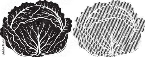 Illustration comparing a whole cabbage and its cross-sectional leaf structure