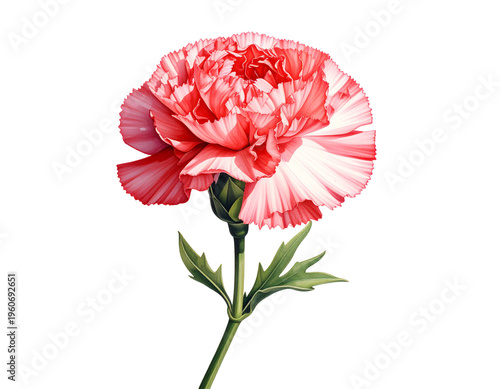 Carnation flower illustration with pink ruffled petals and green stem