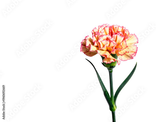 Carnation flower close-animated movie with ruffled peach-pink petals and green stem