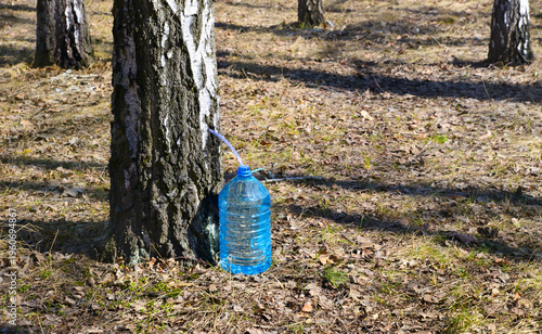 Birch sap harvesting in early spring