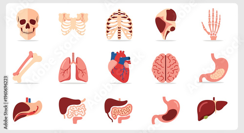Flat lay illustration of various human organs and skeletal system on a white background for educational purposes.