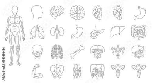A collection of detailed line drawings depicting various human body parts and organs on a plain white background.