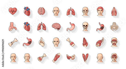 Flat lay of various human organ and body part illustrations on a white background with a medical theme.