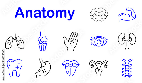 Anatomy medical set icon. Line style icons display brain organ, arm muscle, lungs structure, knee joint, hand palm, eye vision, kidney organs, tooth enamel, stomach digestion, tongue