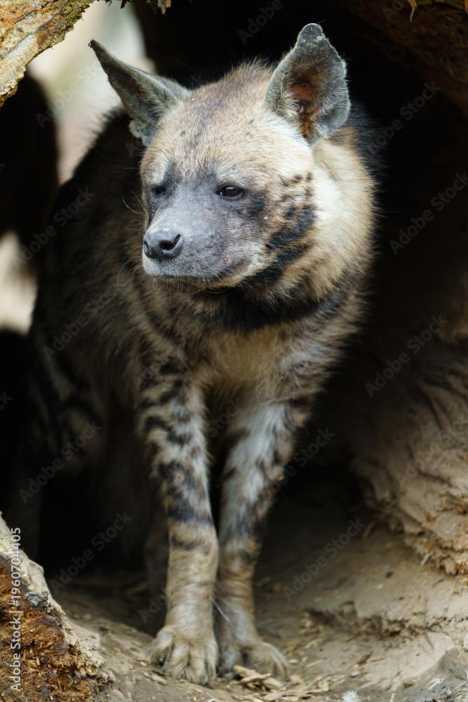Obraz premium Portrait of Arabian striped hyaena