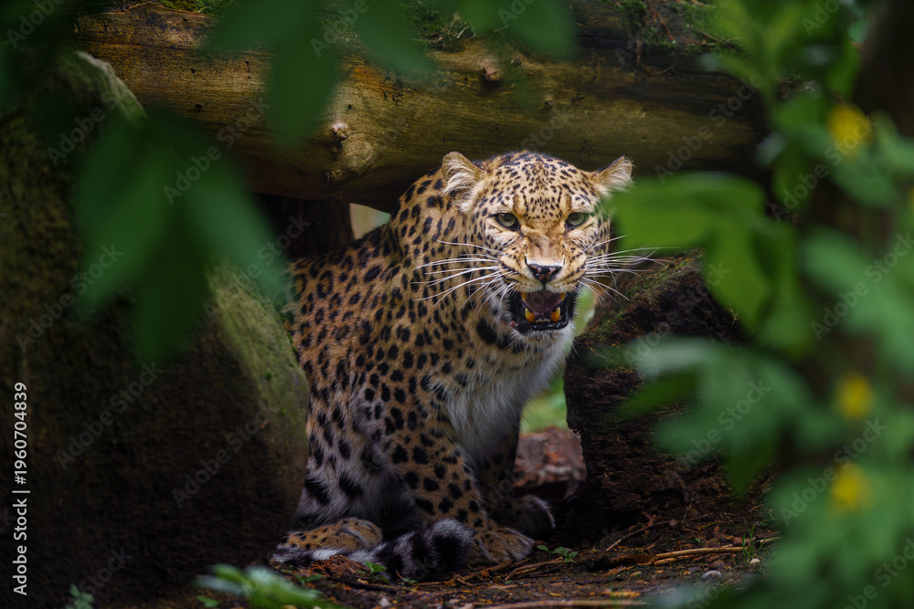 Fototapeta premium Portrait of Persian leopard in zoo