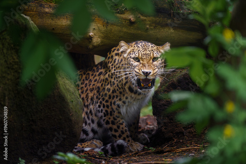 Portrait of Persian leopard in zoo