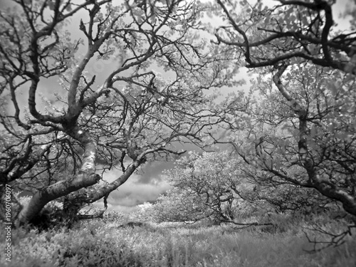 Landscape in Fulufjallet national park in Sweden in infrared