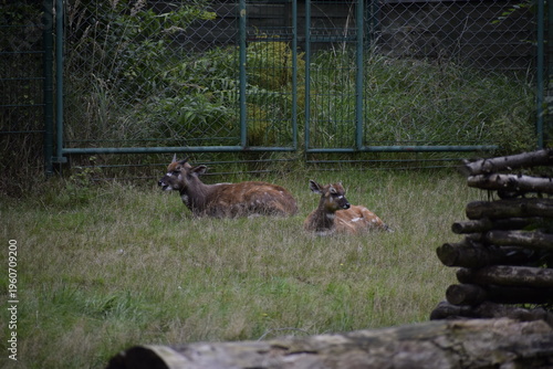 Foto Sitatunga lying on green grass in zoo close up