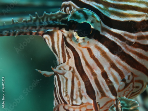close up of a lionfish head underwater 