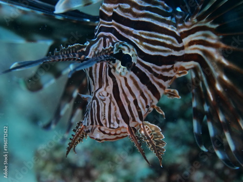 close up of a lionfish head underwater 