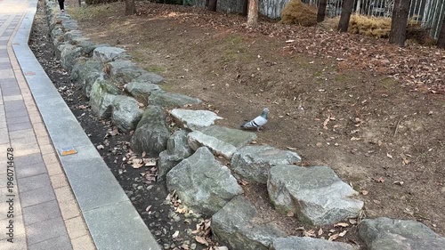 공원 산책로에서 놀고있는 비둘기