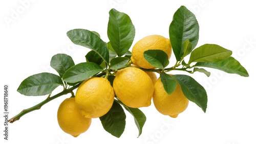 Photos Ripe yellow lemons with vibrant green leaves hanging from a woody branch, isolat