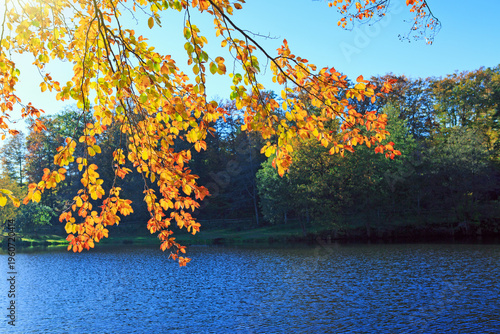 Autumn beech leaves on the sun and forest lake.