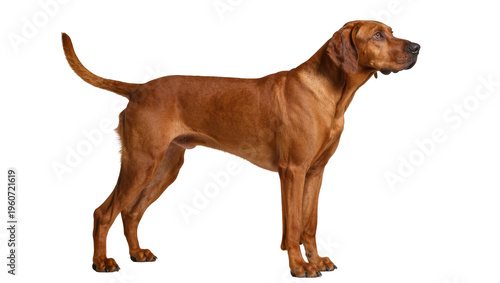 Fotografie Muscular reddish-brown Bloodhound dog standing attentively gazing forward with a