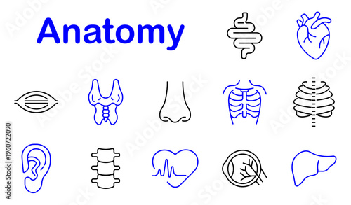 Anatomy medical set icon. Line style icons display intestine organ, human heart, muscle tissue, thyroid gland, nose shape, rib cage, ear structure, spine column, pulse heart, eye retina