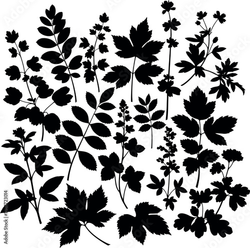 Collection of different leaf shapes and branches