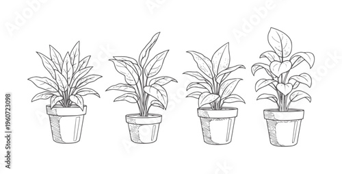 Four potted plants in a row line green leaf