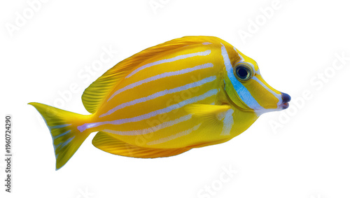 Vibrant yellow and blue striped surgeonfish gracefully swimming, isolated on transparent background for marine biology educational materials