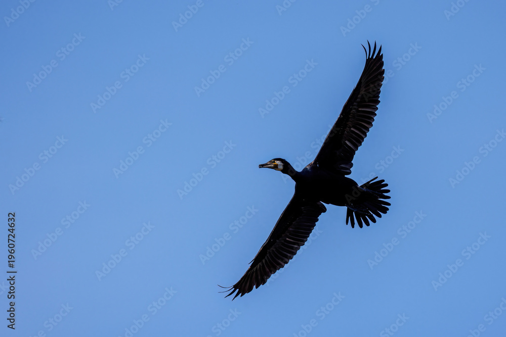 Fototapeta premium Kormoran (Phalacrocorax carbo)
