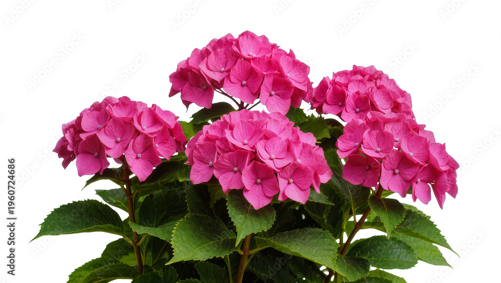Fototapeta premium Vibrant magenta hydrangea blooms with lush green foliage, perfectly arranged and isolated on transparent background for floral design projects