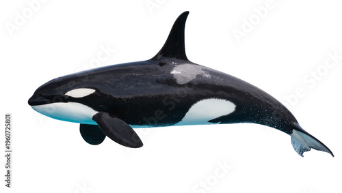 Canvas-taulu Majestic black and white Orca swimming gracefully displaying its dorsal fin and
