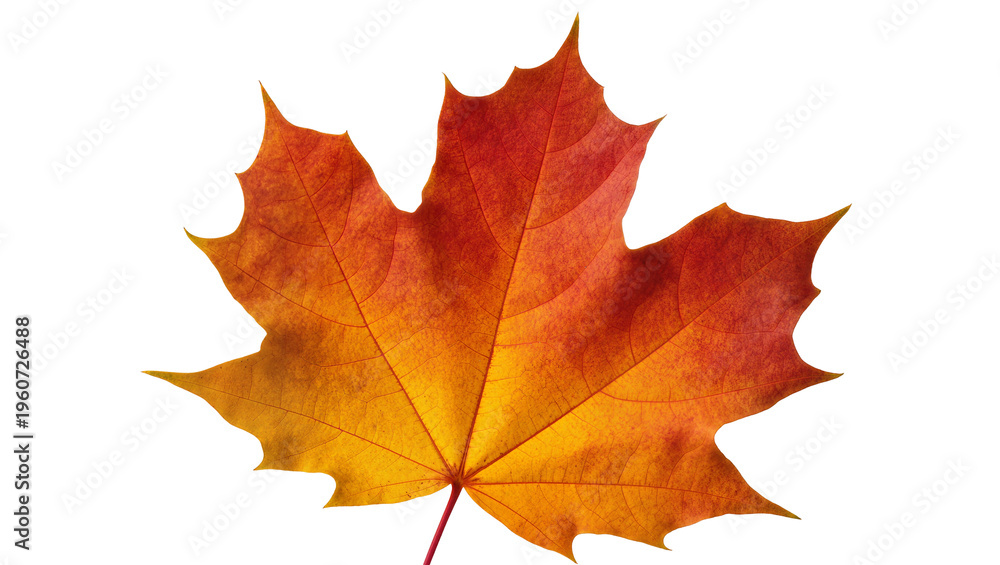 Obraz premium Vibrant orange and red maple leaf with intricate vein details, isolated on transparent background for autumnal design elements and seasonal themes