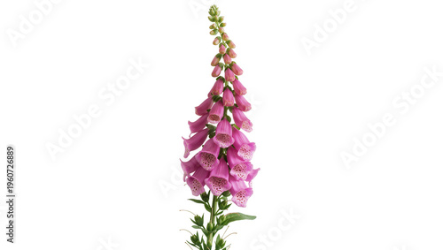 Photos Vibrant pink foxglove stem with numerous bell-shaped blossoms gracefully curving
