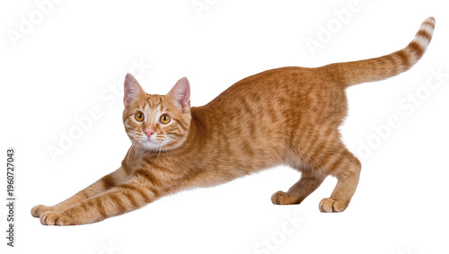 Ginger tabby cat stretching its body forward with paws extended displaying flexible posture, isolated on transparent background for pet adoption ads