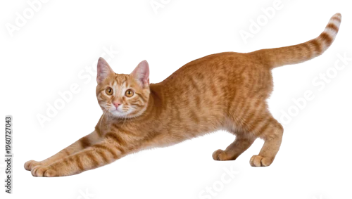 Fototapeta na wymiar Ginger tabby cat stretching its body forward with paws extended displaying flexible posture, isolated on transparent background for pet adoption ads