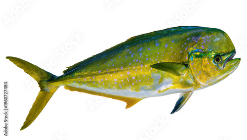 Photos Vibrant green yellow and blue Mahi-Mahi fish displaying its iridescent scales, i